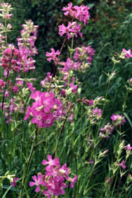 Viscaria vulgaris